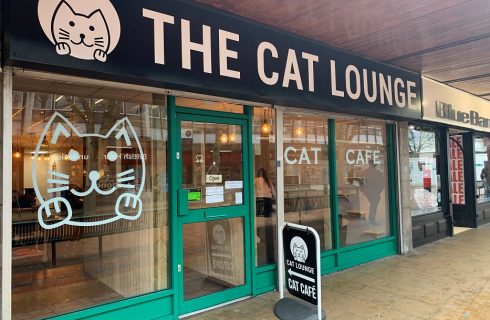 The Cat Lounge